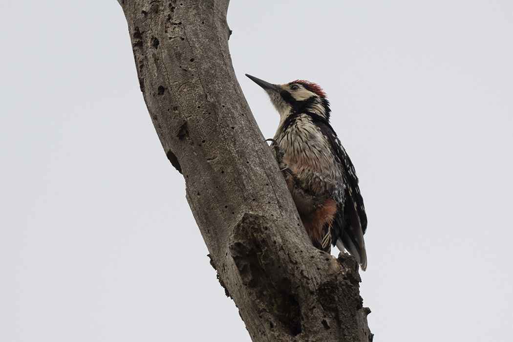 White-backed Woodpecker